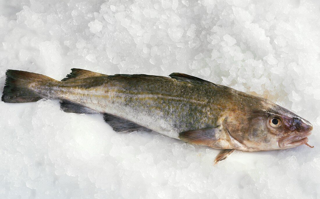 Fresh cod on ice
