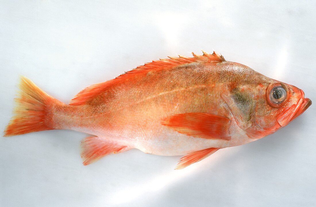 Fresh redfish