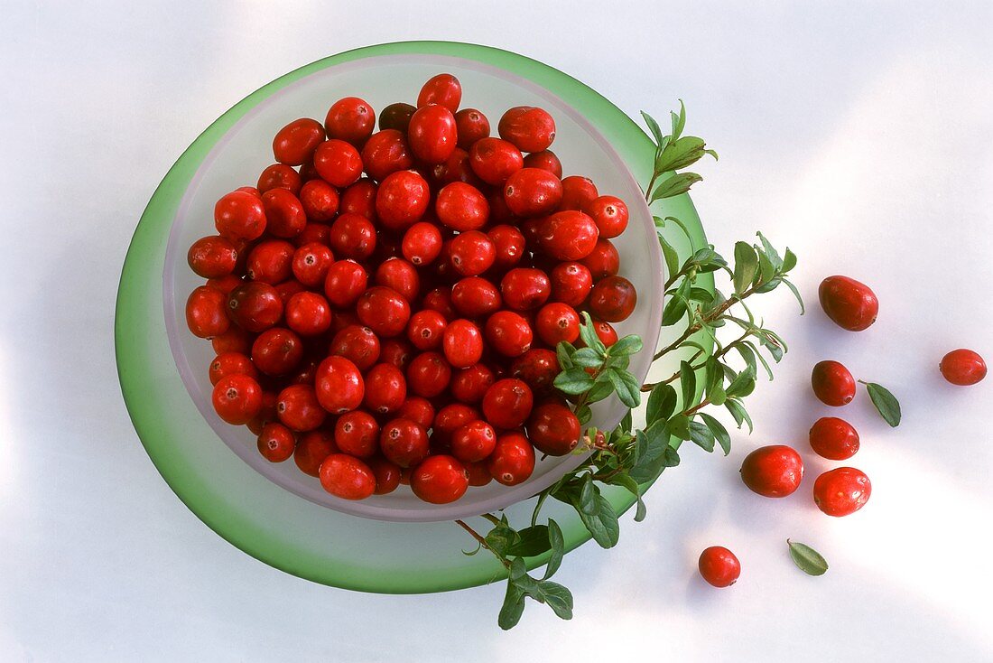 Cranberries with cranberry branch