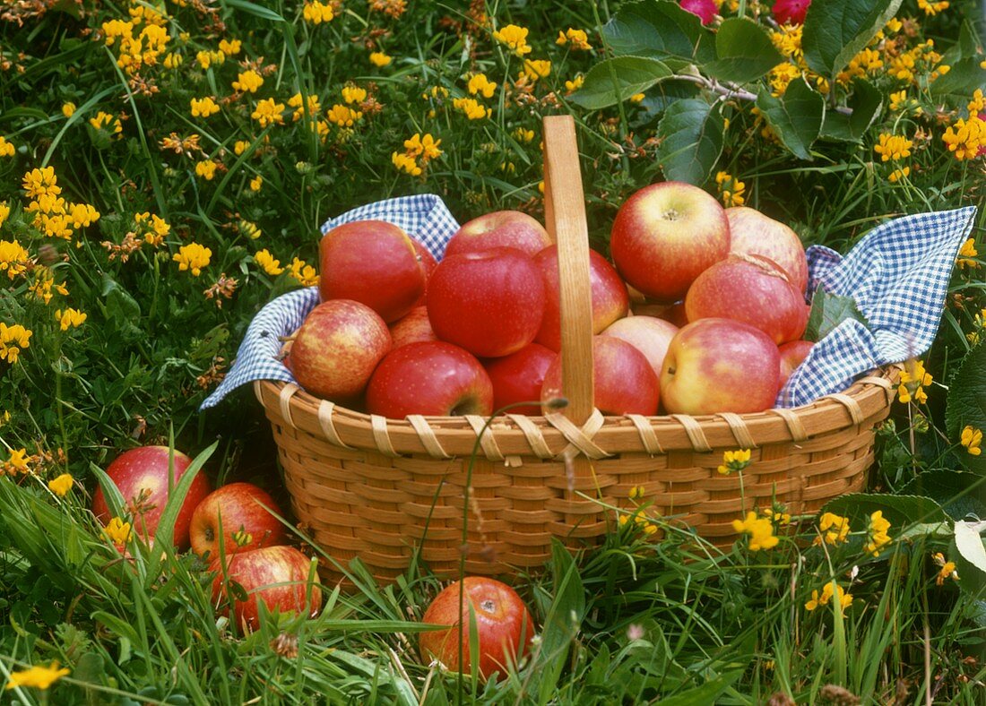 Fresh apples in basket on grass