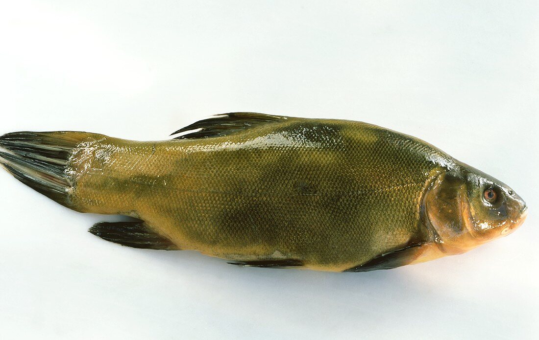 Fresh tench