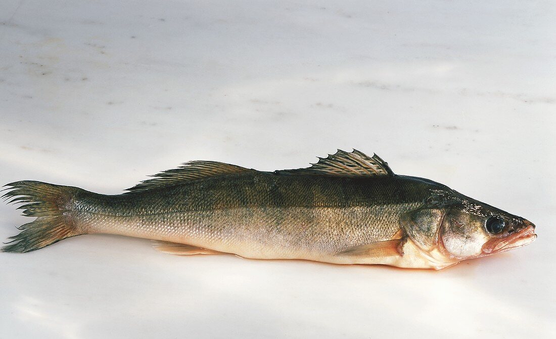 Fresh pike-perch