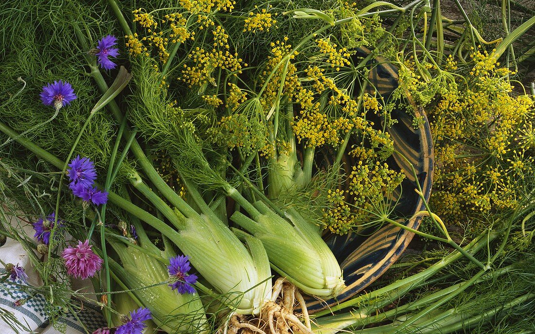 Fennel bulbs, fennel leaves and cornflowers