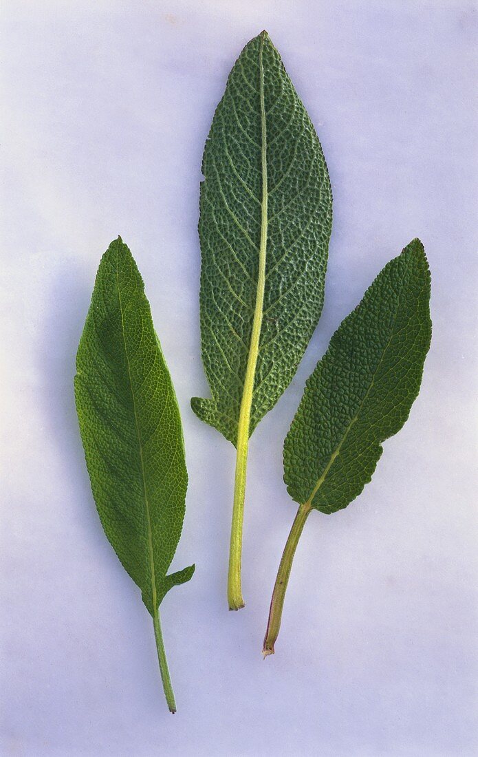 Three Sage Leaves