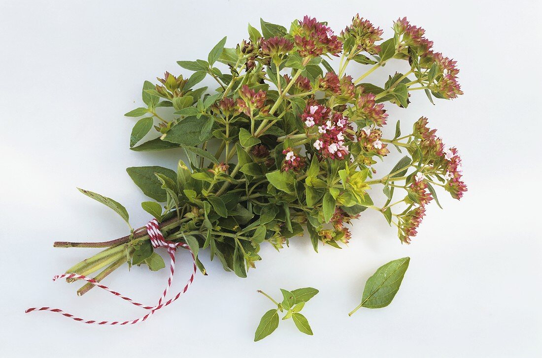 Ein Bund Oregano mit Blüten