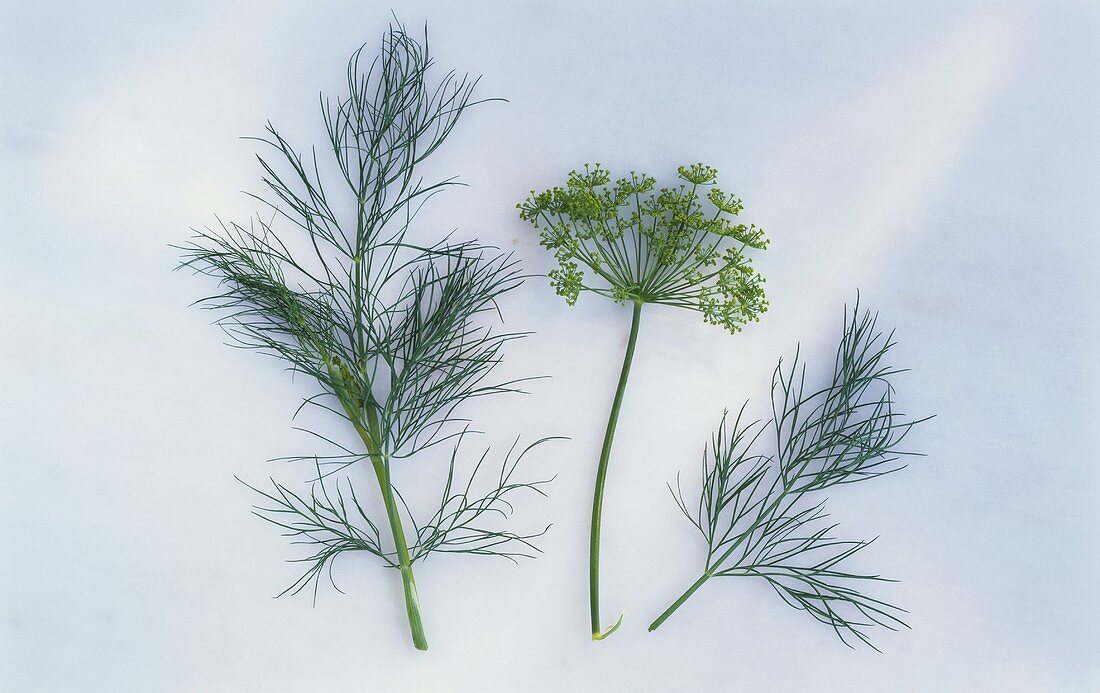 Fresh dill