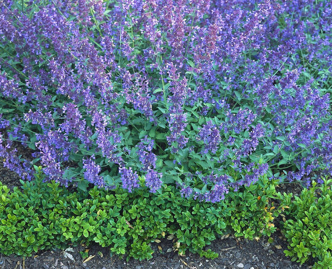 Ornamental catmint (Nepeta faassenii) with flowers