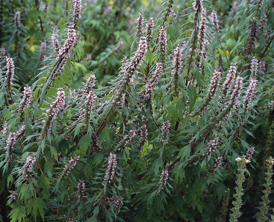 Herzgespann (Leonurus cardiaca); blühende Pflanze