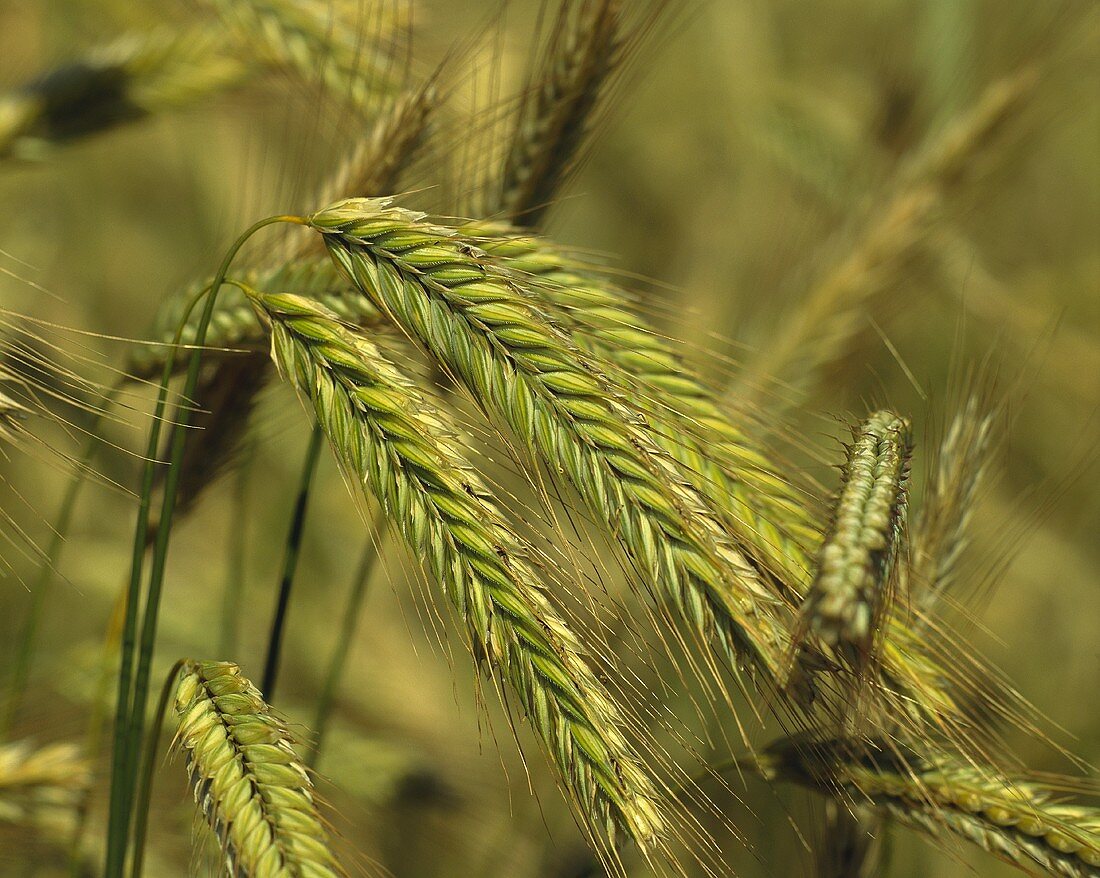 Barley ears in the field