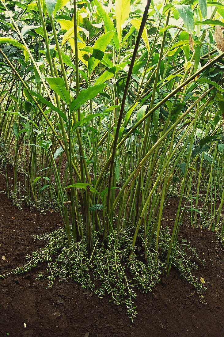 Cardamom plants