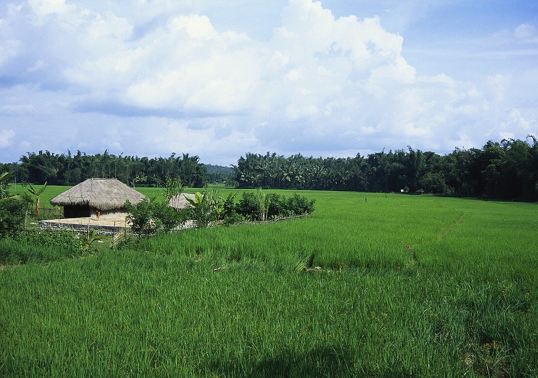 Reisfeld (Wayanad, Kerala, Indien)