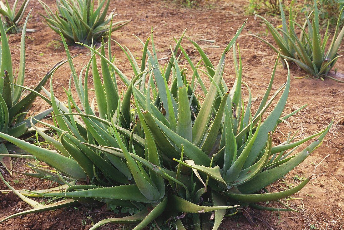 Aloe vera in the field