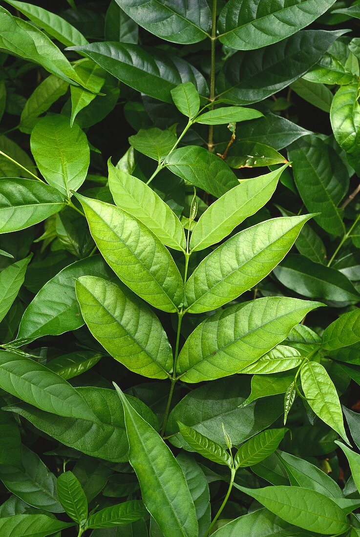Asiatische Heilpflanze: Kurchi (lat.: Holarrhena pubescens)