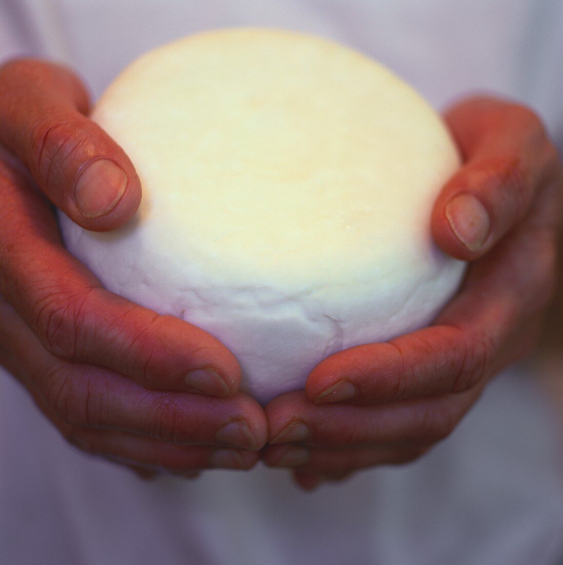 Hands holding goat's cheese