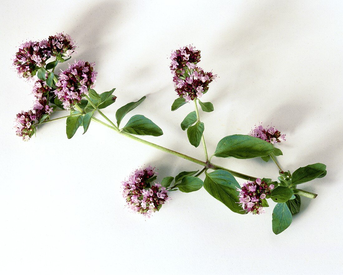 Oregano mit Blüten