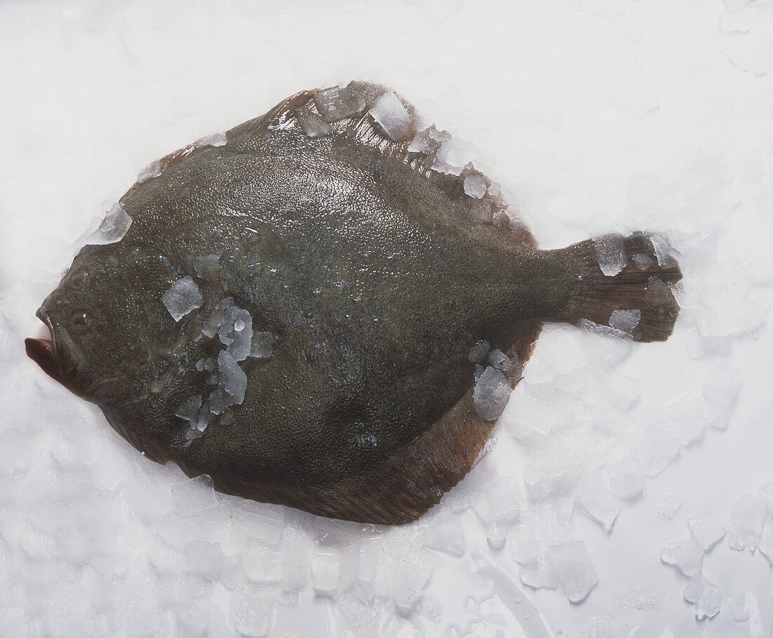 Fresh plaice on ice