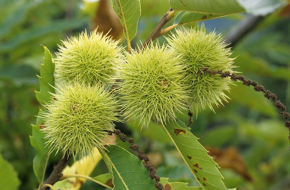 Sweet chestnuts on the tree