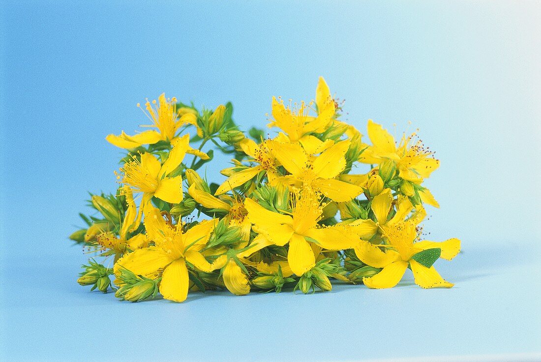 Johanniskraut mit Blüten (Hypericum perforatum)