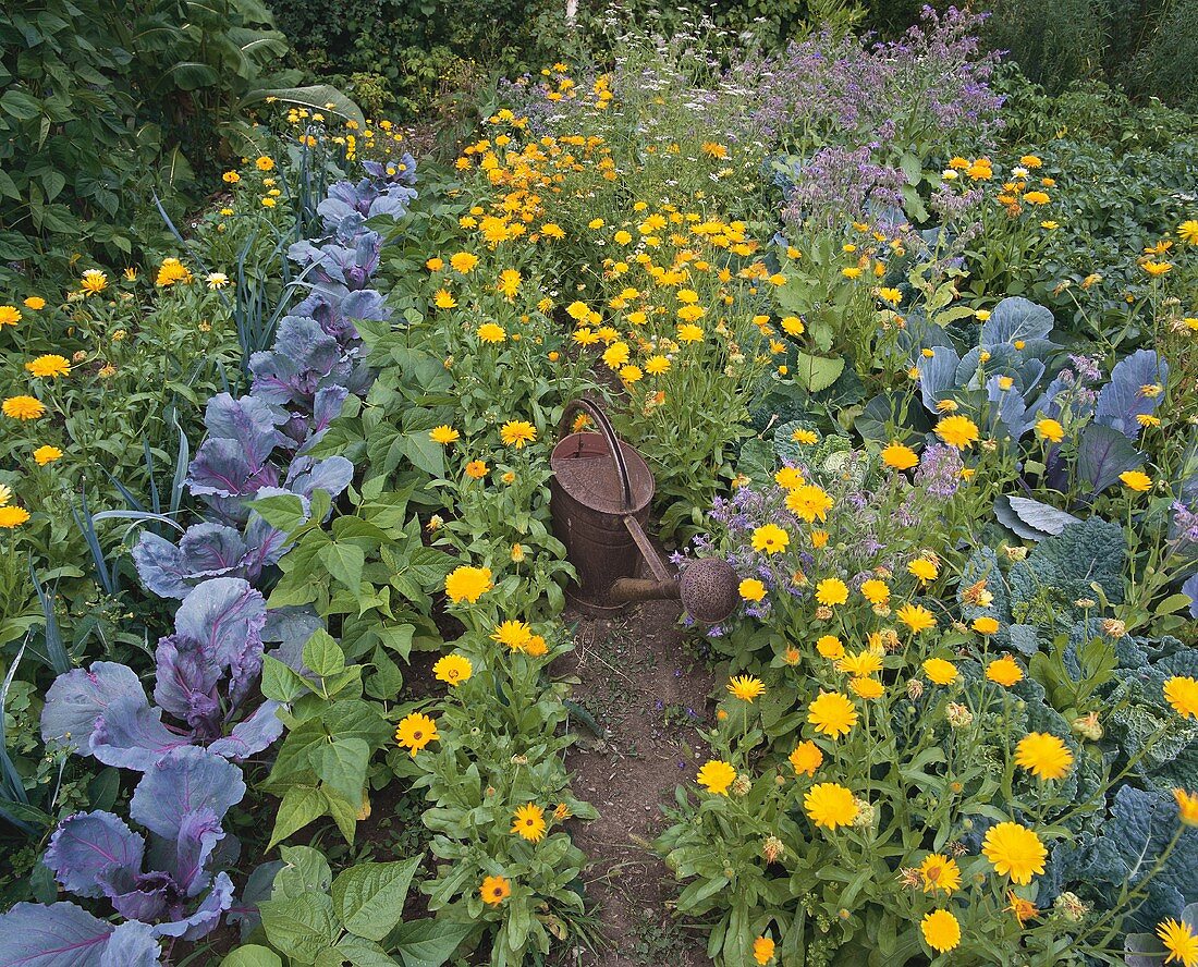Vegetable bed with marigolds and watering can