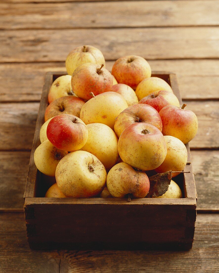Apples (Tofentine, old variety) in wooden crate
