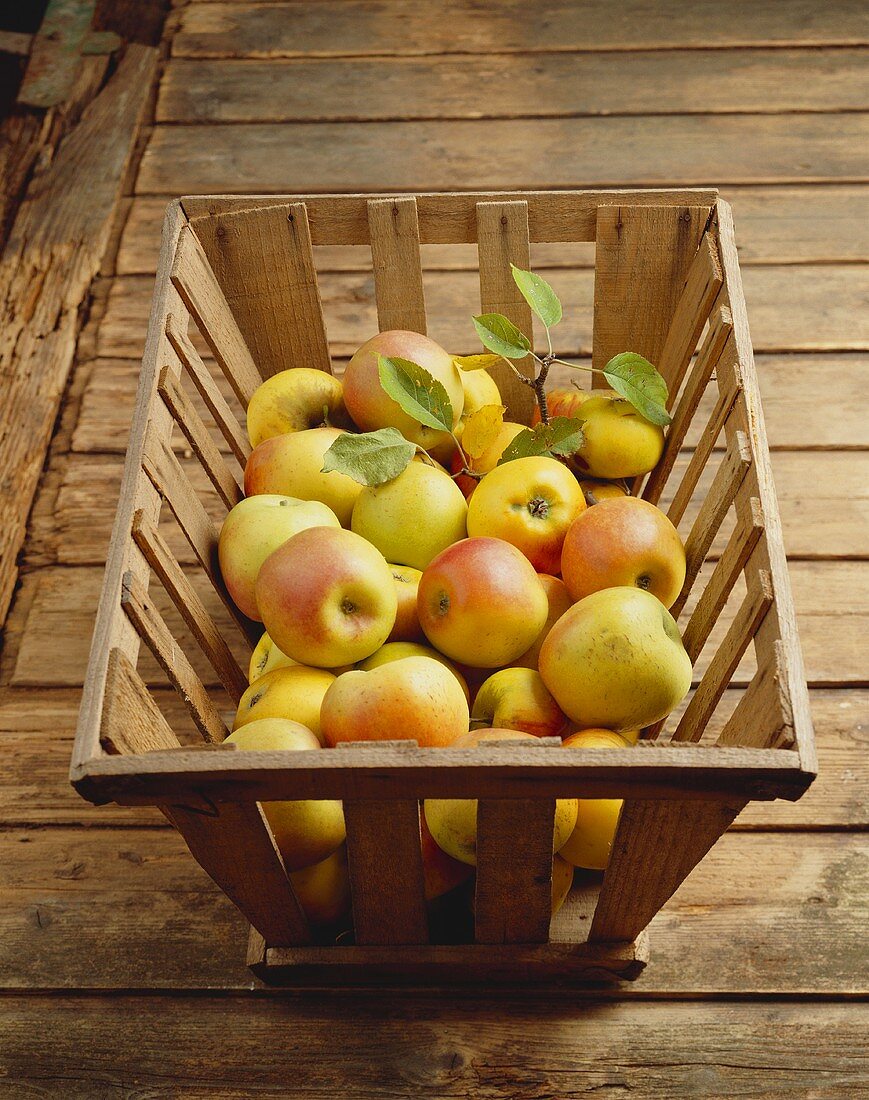 Fresh apples (Maschansker, old variety) in wooden crate