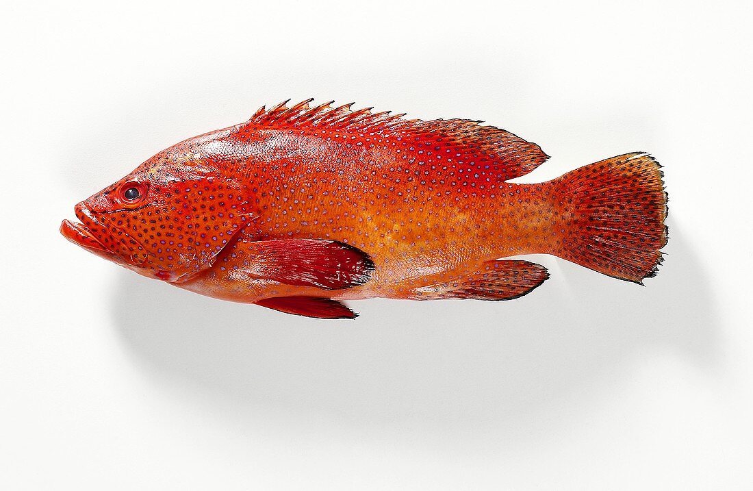 Juwelenbarsch (Red Grouper)