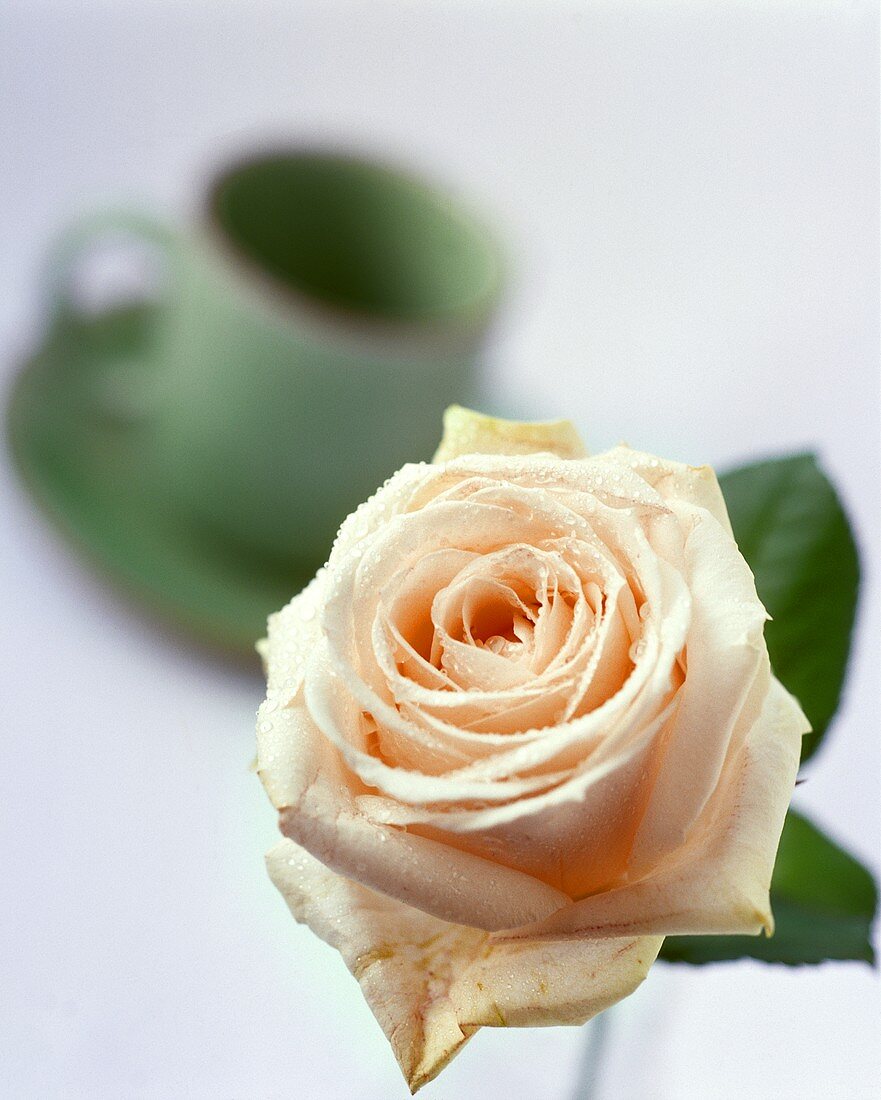 Rose und Kaffeetasse