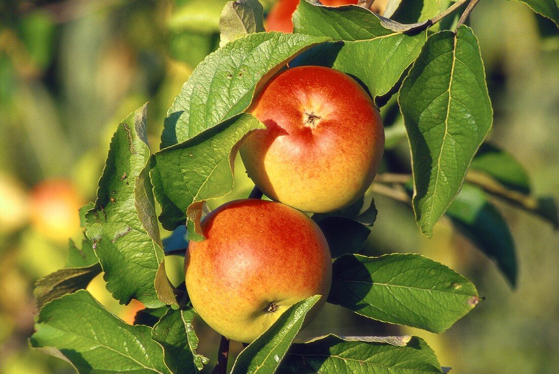 Äpfel, Sorte Gelber Berlepsch, am Zweig