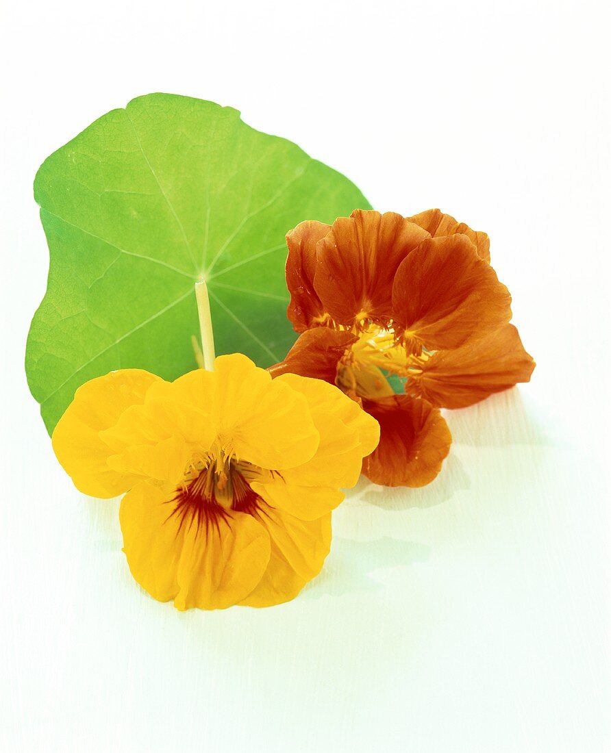 Nasturtiums with flowers