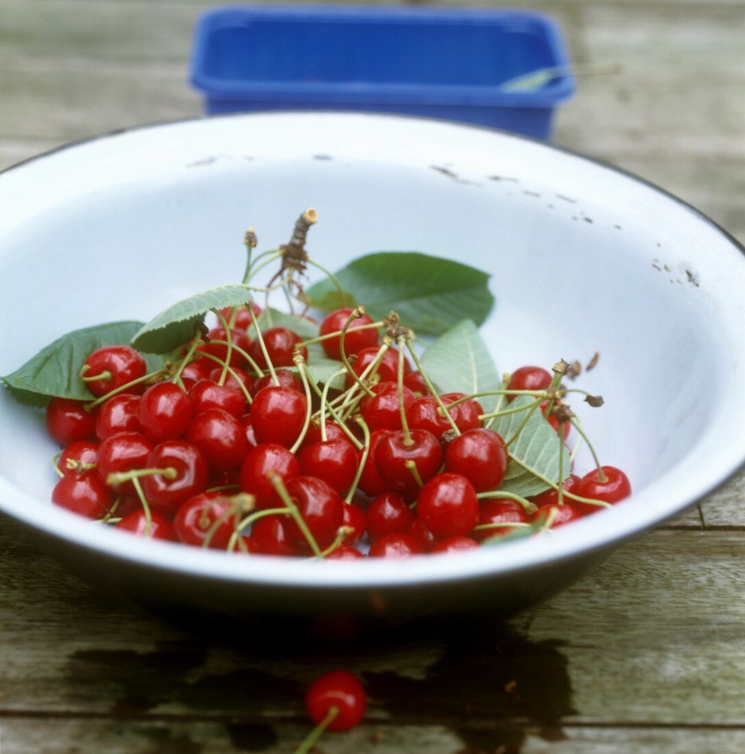Sour cherries with leaves in dish