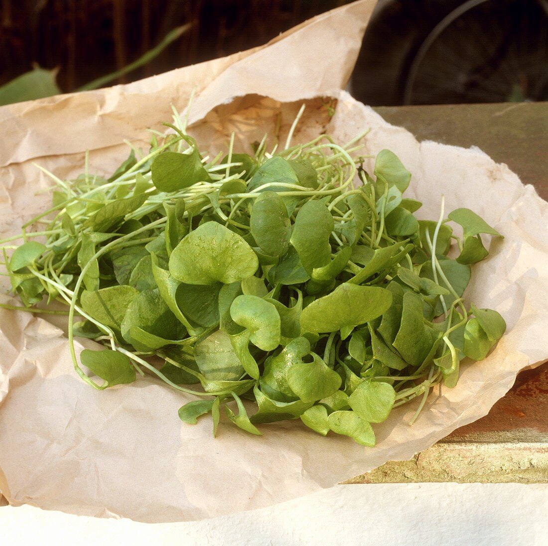 Purslane on paper