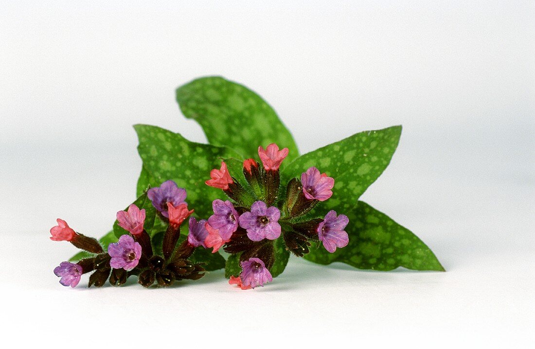 Genuine lungwort with flowers