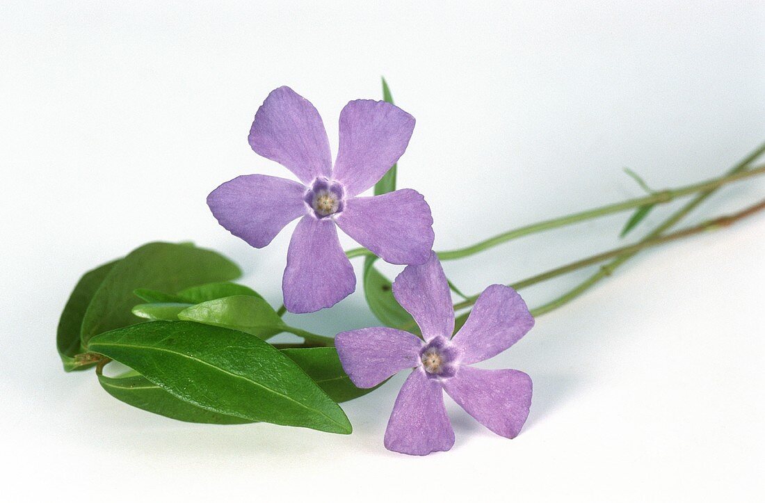 Small periwinkle with flowers