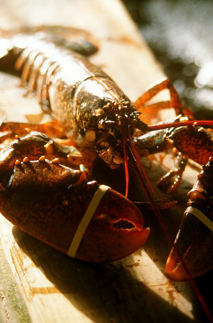 Fresh lobster from Bretagne