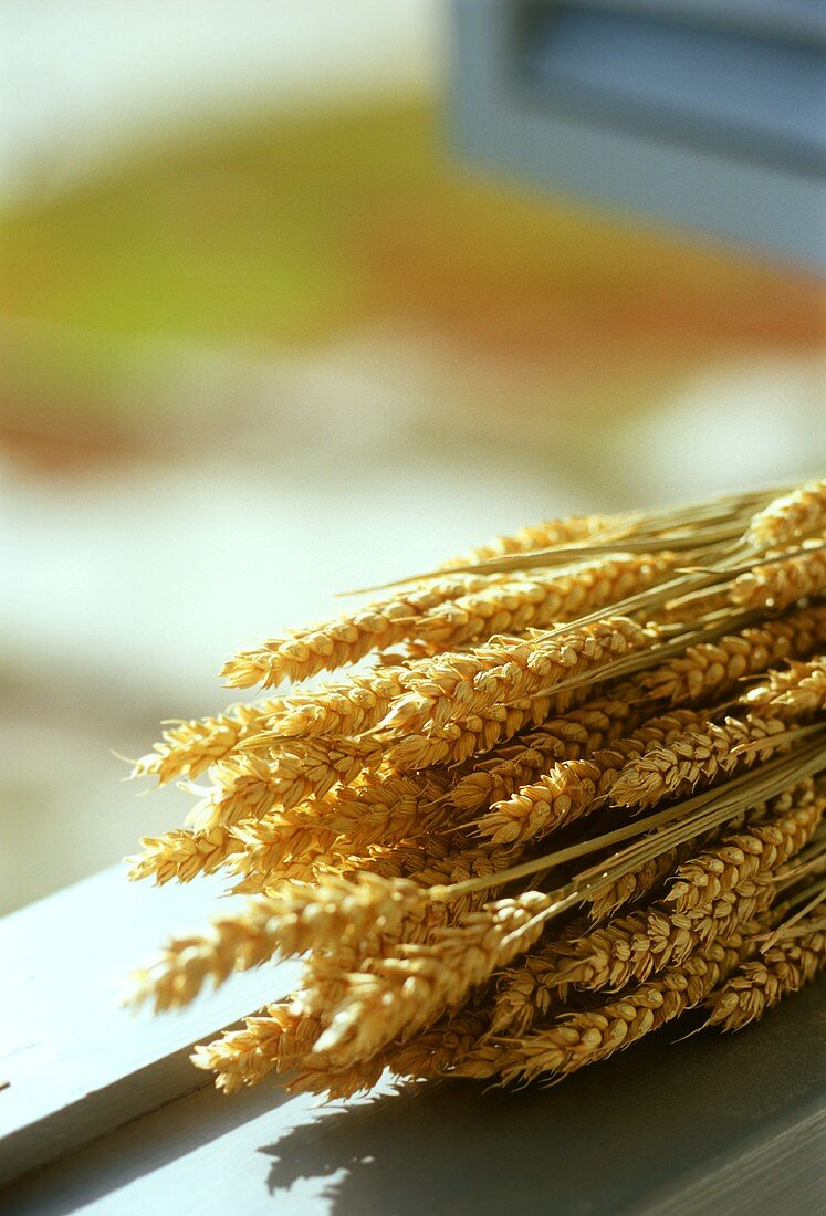 Ears of wheat