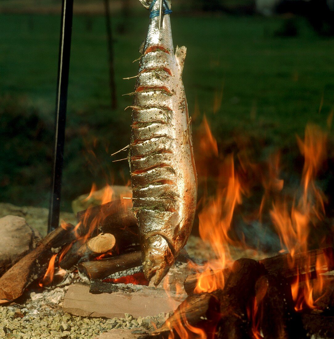 Salmon over barbecue fire in open air