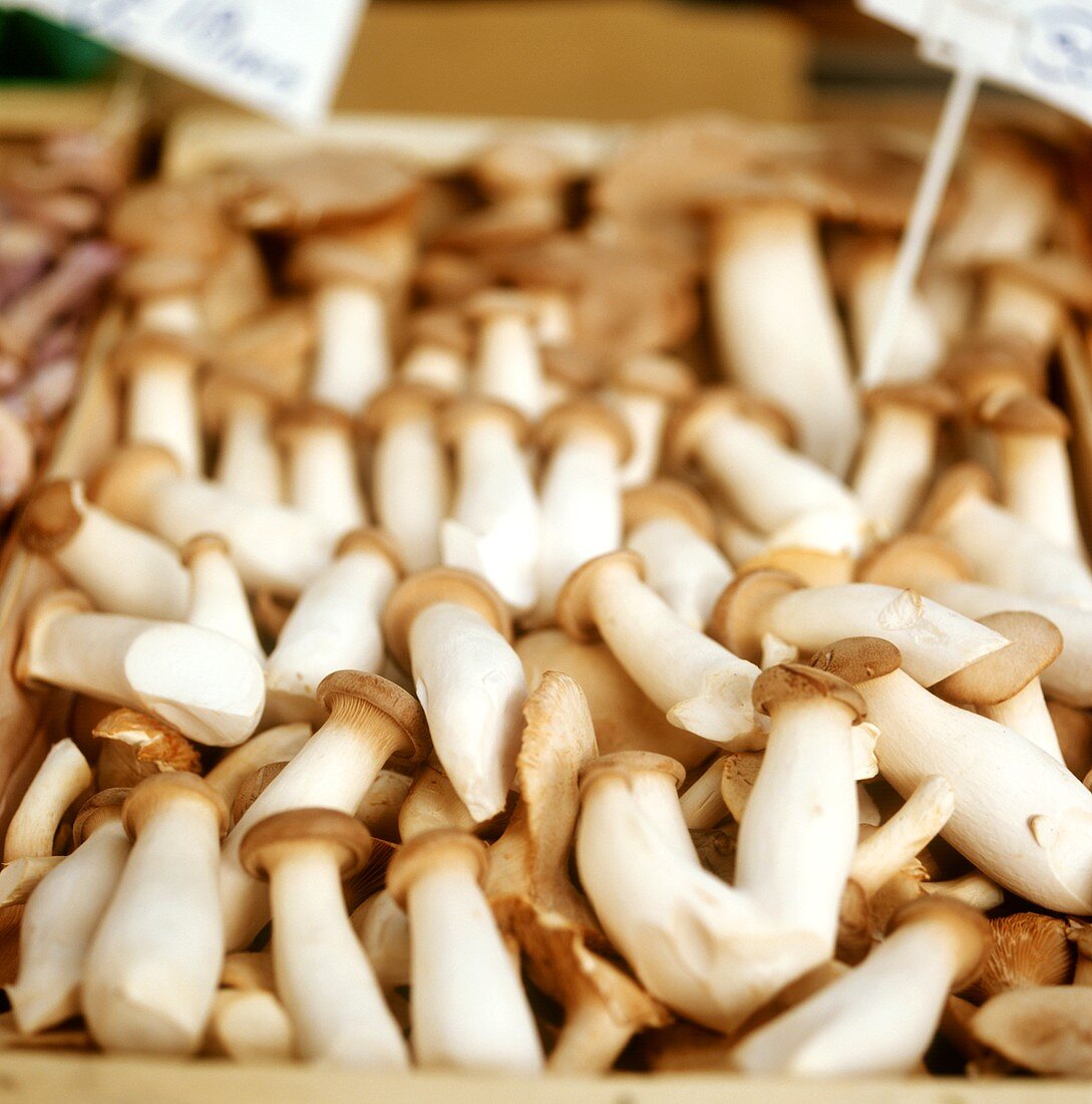 Austernpilze der Sorte 'King Oyster Mushrooms' (King Eryngii)