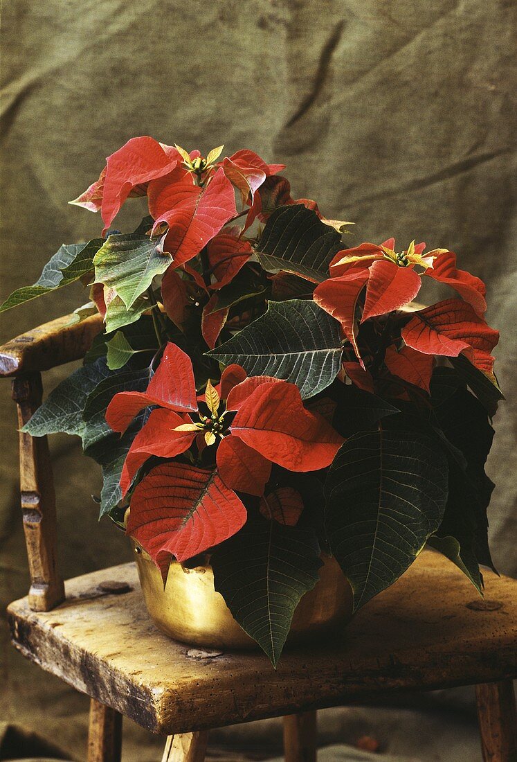 Poinsettia in pot