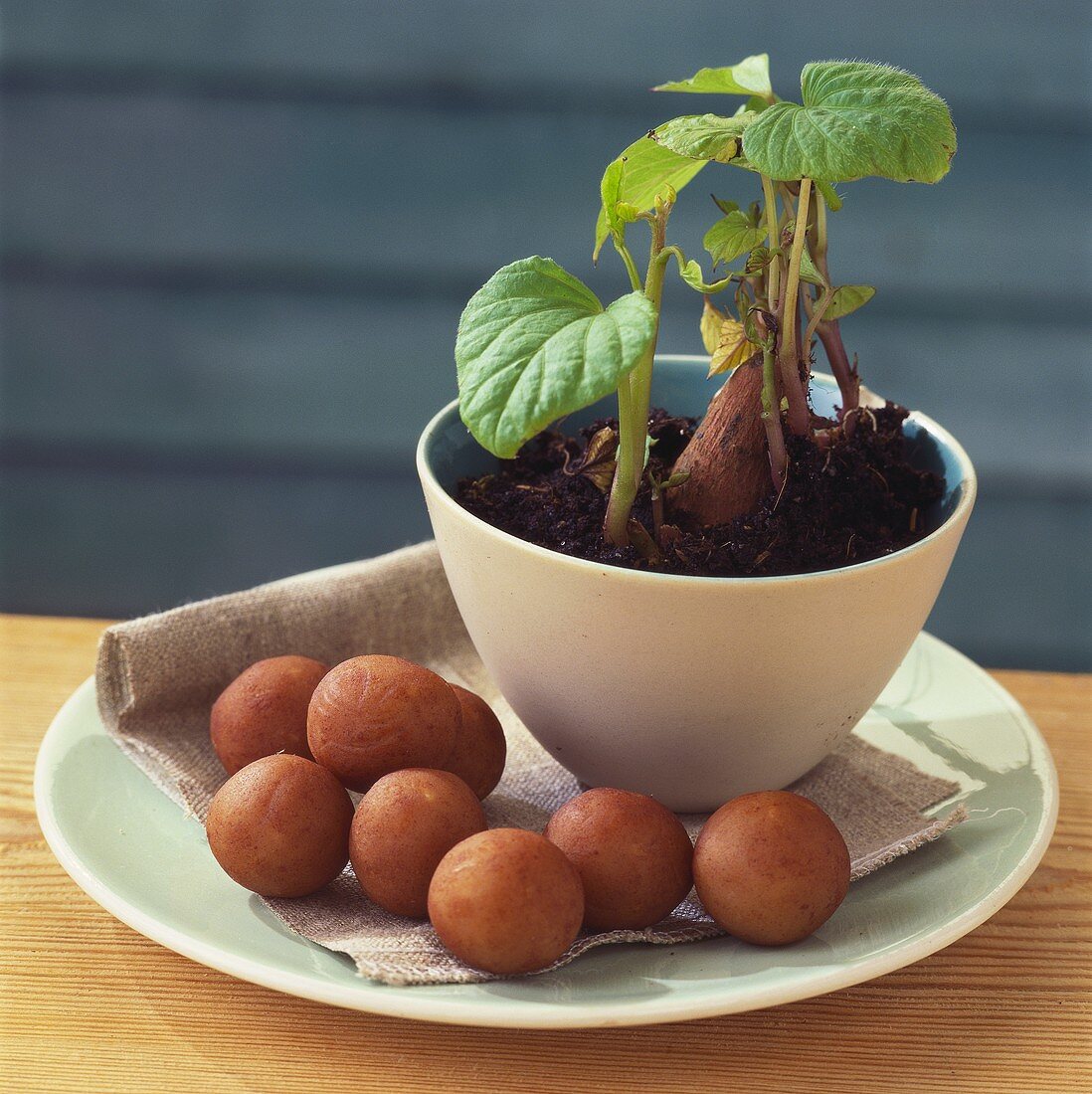 Marzipankartoffeln und Kartoffelpflanze