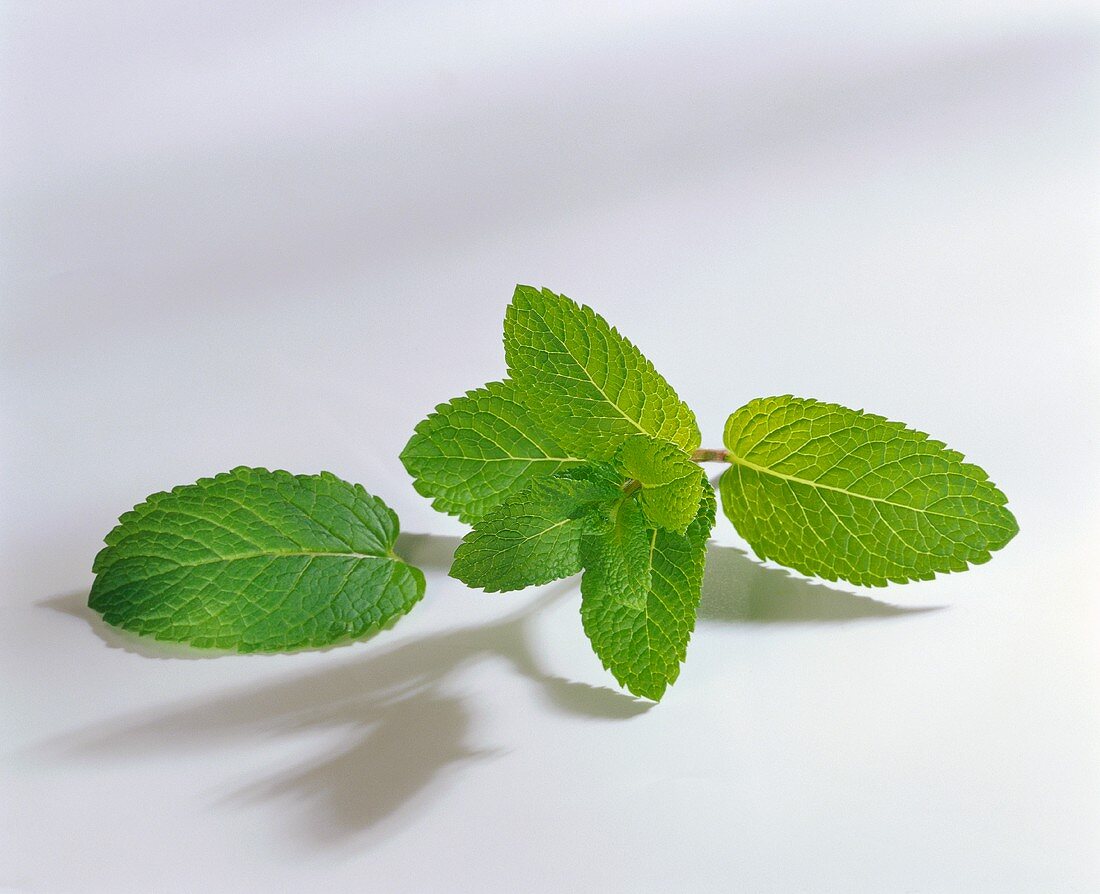Fresh Leaves of Mint