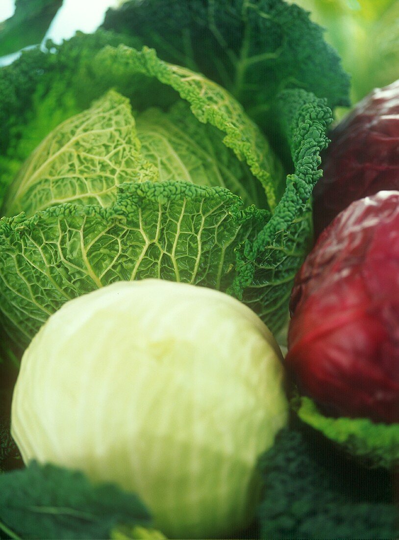 Various types of cabbage (savoy, red, white)