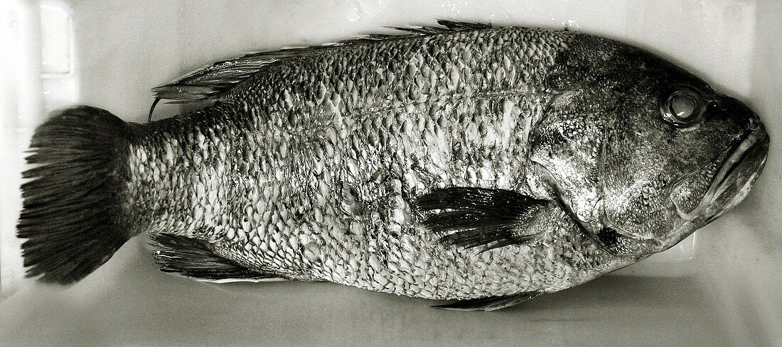 Westralian Dhufish (Judenfisch, Glaucosoma hebraicum)