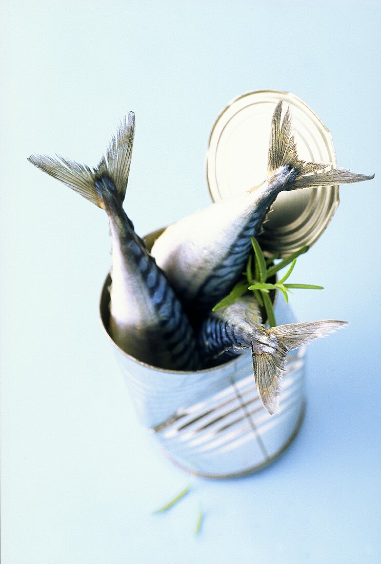 Fresh mackerel in tin