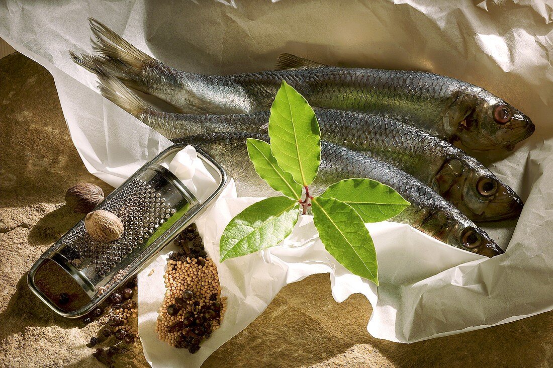 Fresh herrings, bay leaf and spices