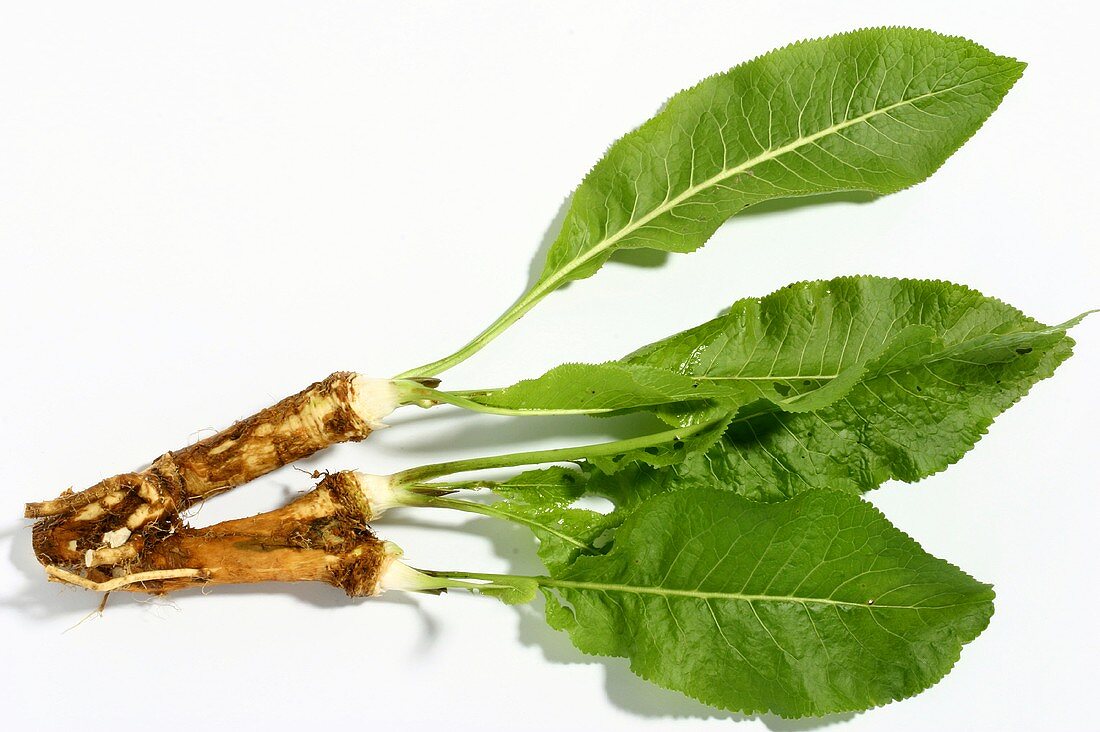 Fresh horseradish with leaves