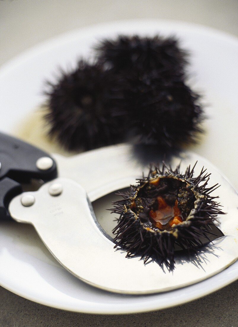 Sea urchin with scissors