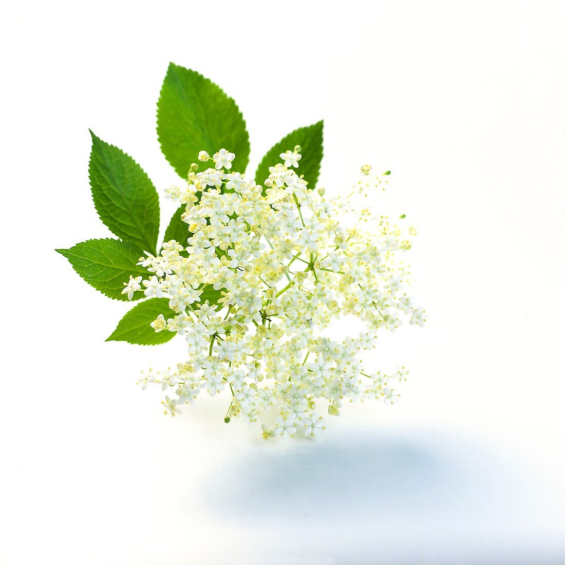 Elderflowers