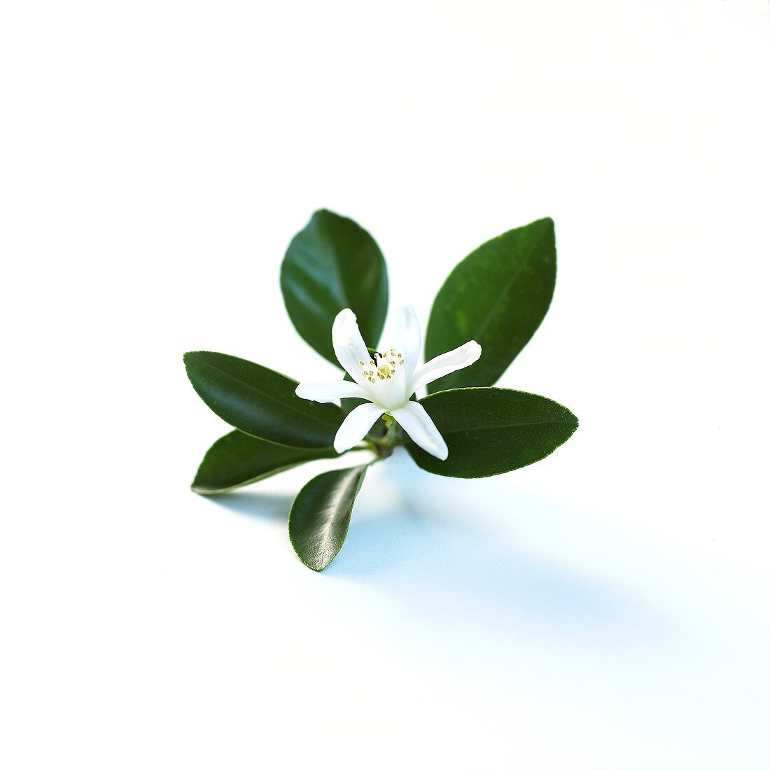 Orange blossom with leaves