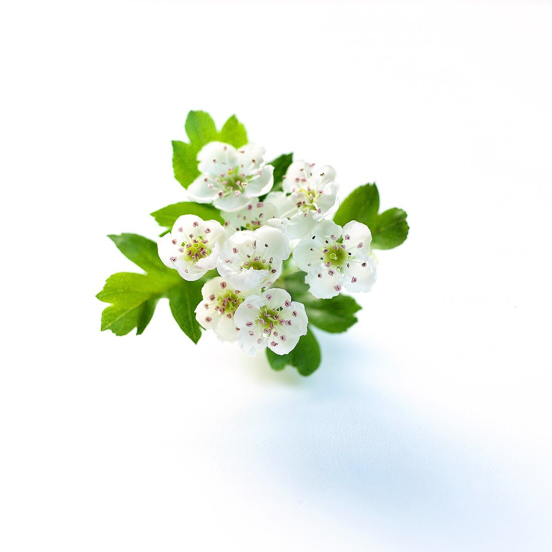 Hawthorn with blossom