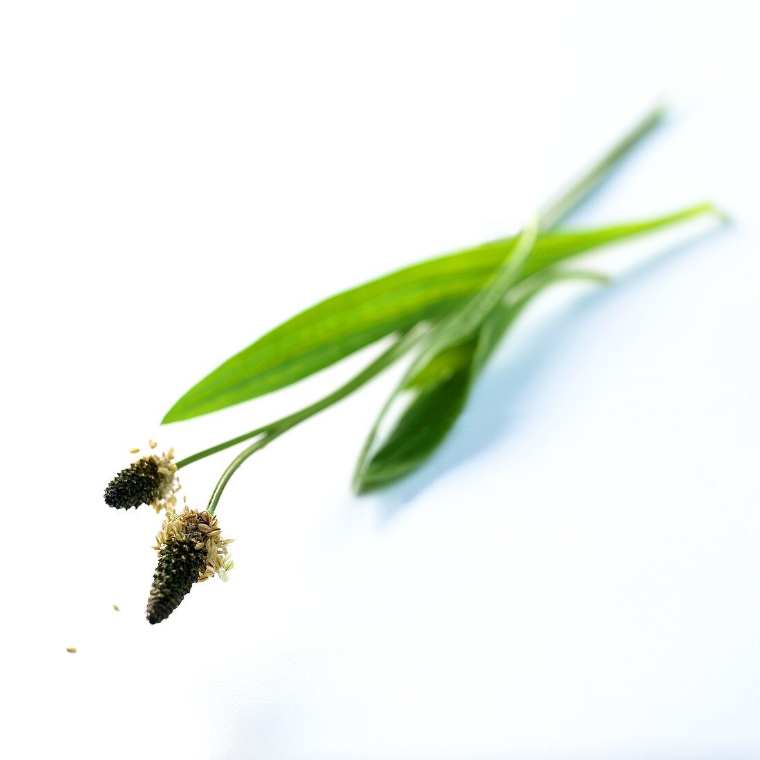 Ribwort plantain